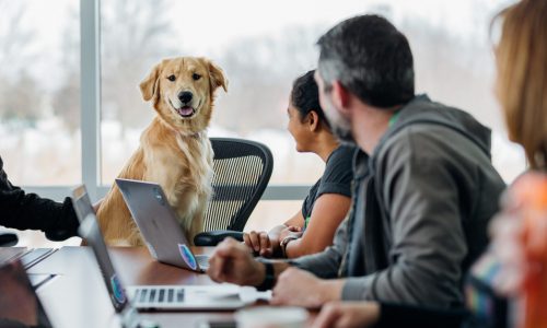 pet friendly offices